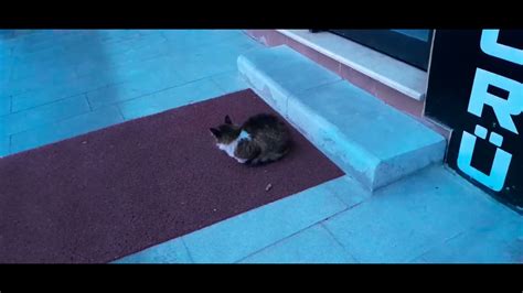 kediler neden kapı önünde yatar
